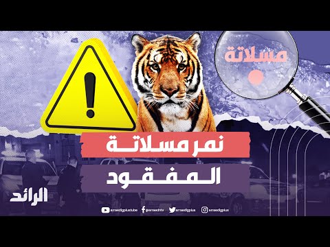 مع عطلة عيد الفطر المبارك.. نمر 🐆 طليق في مدينة #مسلاتة