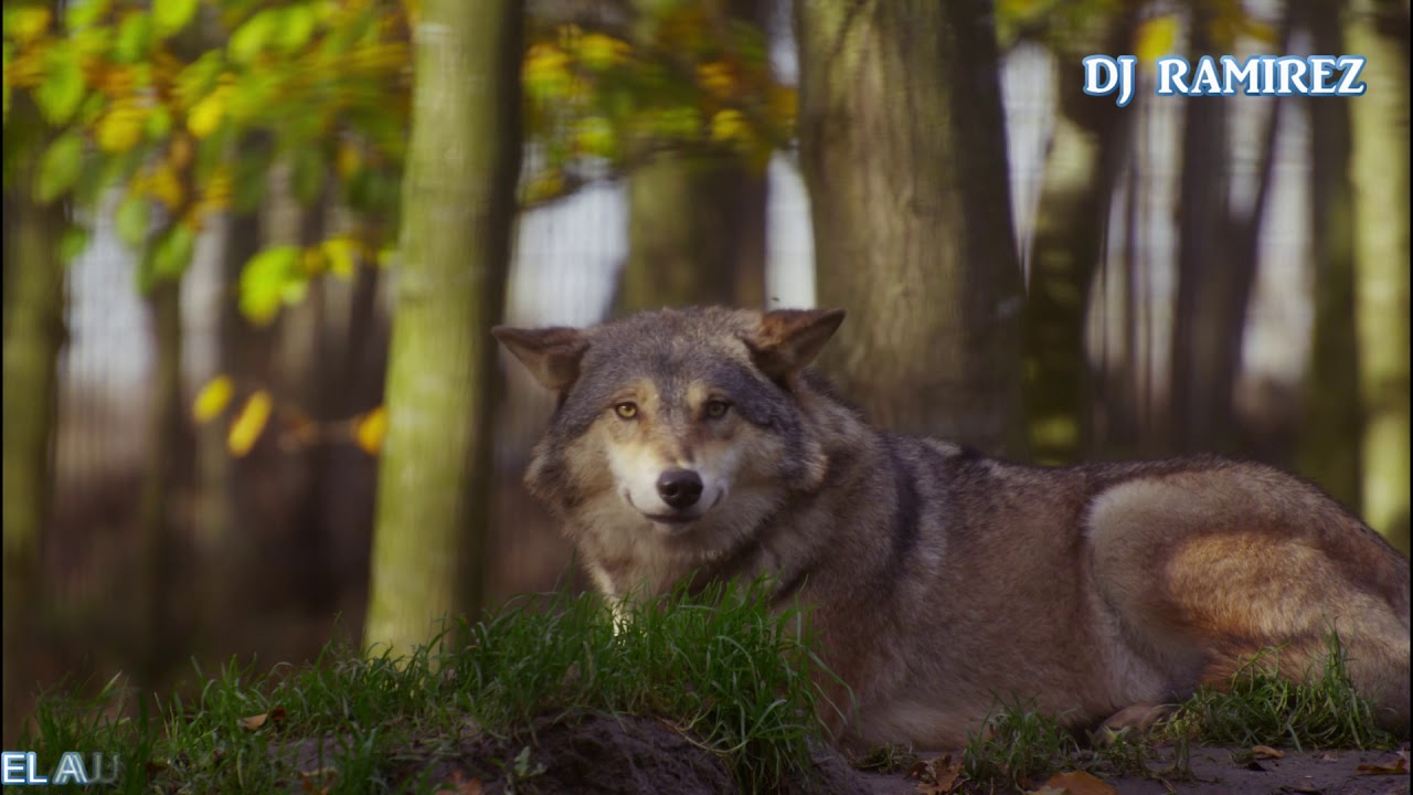 El Aullido De Los Temerarios Youtube