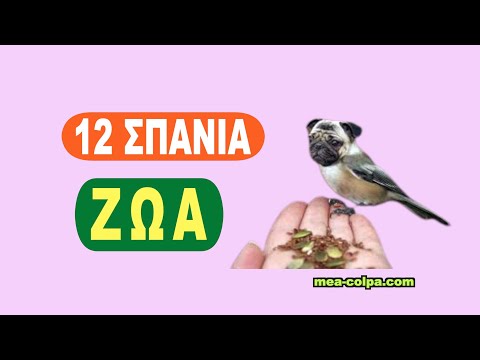 Video: A mund të çiftëzohen elefantët afrikanë dhe aziatikë?