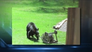 Wife rescues husband from black bear attack