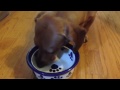 Dachshund eating  very fast