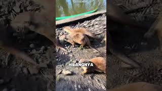hewan berang beranatau otter yang terancam punah. #videoshort #edukasihewan #berangberang