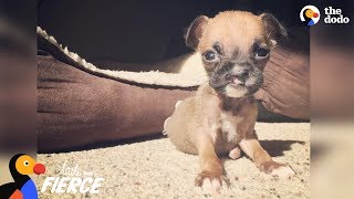 little boxer dog