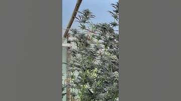 Thumbnail of Classic bamboo greenhouse in Colombia 🇨🇴