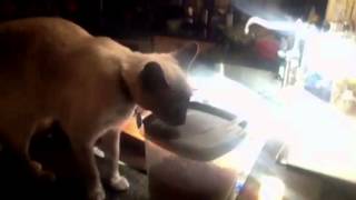 Opie the blue point Siamese
