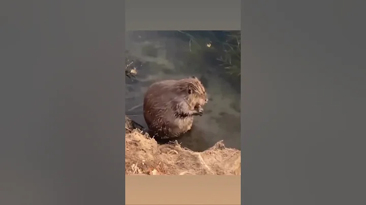 Need to wash every day #shorts #beaver