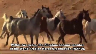 .مركزالملك عبدالعزيز للخيل العربية الاصيلة بديراب King Abdulaziz Arabian Horses Center