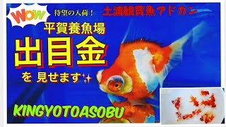 【出目金】金魚の代表格　平賀デメキンを多数紹介