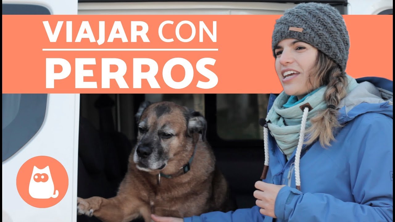 Consejos para viajar en coche con perro - Mis Mascotas - MisMascotas