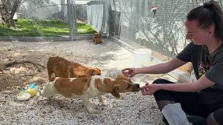The 3 Abused Dogs Today. We Are Working On Them To Make Them Happy  Takis Shelter