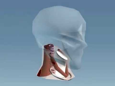 Cuello detallado educativo centro