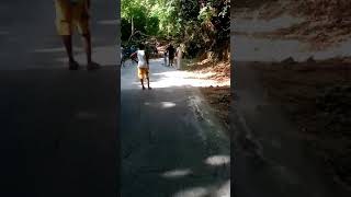 Tree Blocking Road