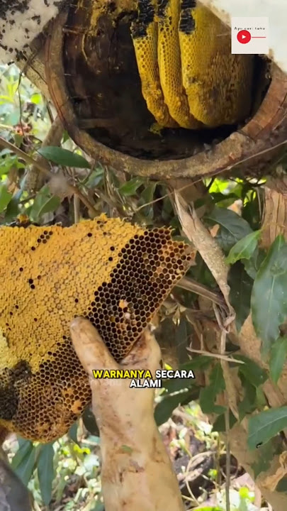 Madu Hitam #lebah #madu #faktaunik #honey