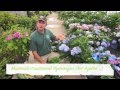 All About Hydrangeas