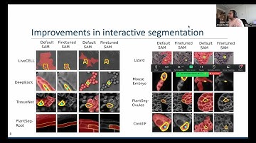 Segment Anything for Microscopy
