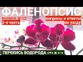 ФАЛЕНОПСИС в домашних условиях ПЕРЕКИСЬ ВОДОРОДА для ОРХИДЕЙ плюсы или минусы?