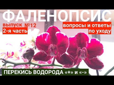 Пахнут ли орхидеи фаленопсис в домашних условиях