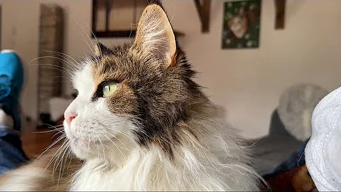 Video 11122421: mainecoon cat tabby, brown tabby cat, tabby cat white, female mainecoon cat, purring, cat old