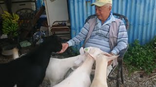 老後の趣味はヤギ飼い！？　山羊の山学校