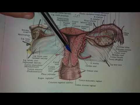 Lena bilan shaxsiy porno