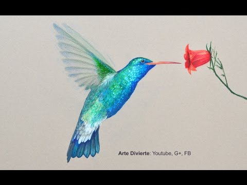 Cómo Dibujar Un Colibrí Con Lápices De Colores Arte