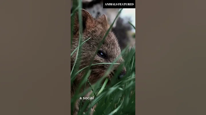Meet the Smiling Quokkas: Australia's Happiest and Cutest Marsupials! #animals