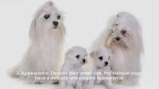 20 Fascinating Facts About the Maltese Dog Breed You Never Knew! #maltese #malteseworld #maltesedog