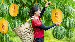 Download Lagu Harvesting 1000+ Green Cantaloupe Go To Market Sell \u0026 Making Cantaloupe Rind Salad | Village Recipe MP3 Download Lagu Harvesting 1000+ Green Cantaloupe Go To Market Sell \u0026 Making Cantaloupe Rind Salad | Village Recipe MP3
