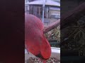 Up close with Cardinals at the feeder this morning