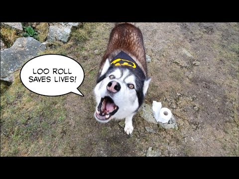 Video: Laimingas šuo gyvas perpildas su meile, ir jis laukė dviejų metų šeimos