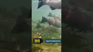 Boxfish Luna filming salmon