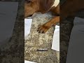 Pets friendly - какой вид владения
