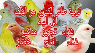 تربية الكناري من الألف الى الياء (شراء-غذاء-تجهيز-مناقيع-خضار-انتاج)