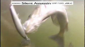 シーバスのバイトシーン 捕食 Youtube