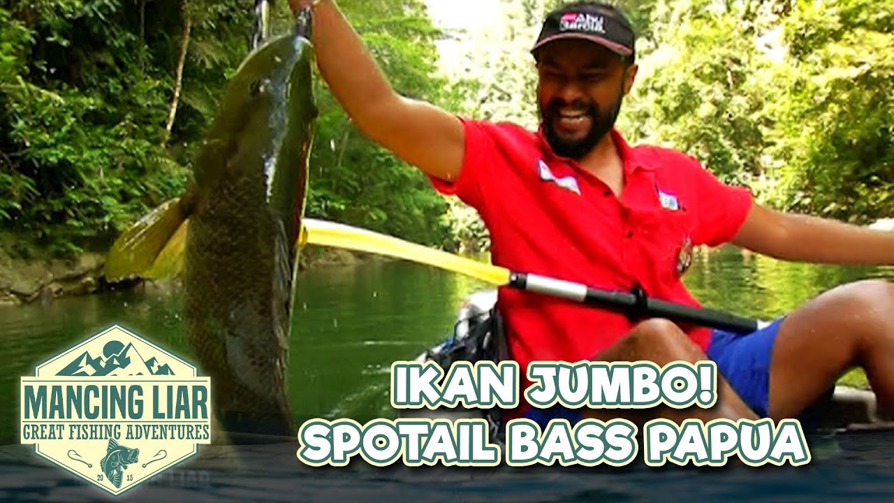 STRIKE MANJA! Dapat Ikan Spottail Bass Babon Di Papua | MANCING LIAR | Eps 18 | (3/3)