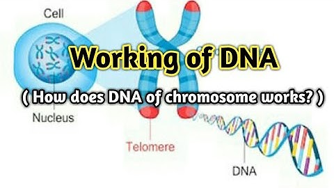 Working of DNA | How does DNA of chromosome works? | A.S Learning System