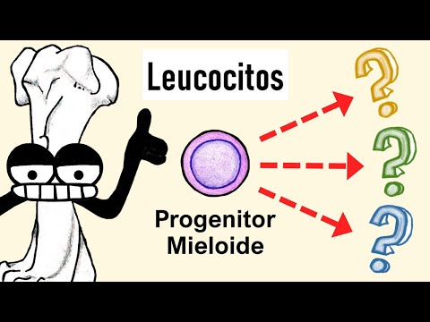 Video: ¿Cuáles son las células mieloides?