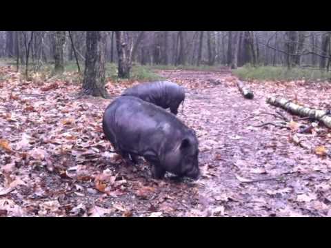 Gedumpte varkentjes gedood door Staatsbosbeheer