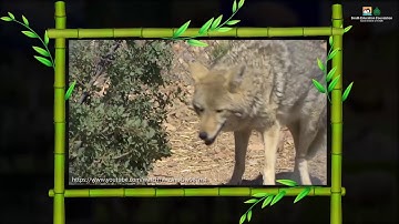 Animals Around Us (Sindhi Version)I Science I Grade 2 Unit 9 Lesson 1