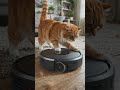 Cat vs. Vacuum: The Ultimate Showdown!"#CatVsVacuum #FunnyCats #PetComedy #CatPounce #ViralShorts