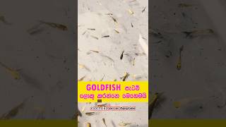 🐟 Goldfish පැටව් ලොකු වෙන්නේ මෙහෙමයි! | Goldfish Fry Growth Tips