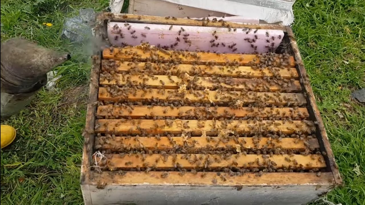 Arıyı hızlı doldurma 4. videomuz 14.03.2021 arıya petek ördürme  arıyı satışa hazır hele getirme.