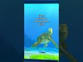 Turtle Talk With Crush | Moana Theory