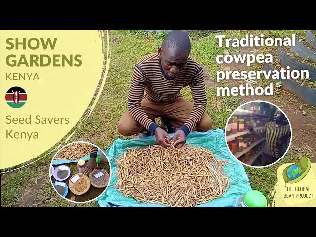Traditional Cowpea Preservation Method (October 2023) - Seed Savers KE #5 | Global Bean Show Gardens