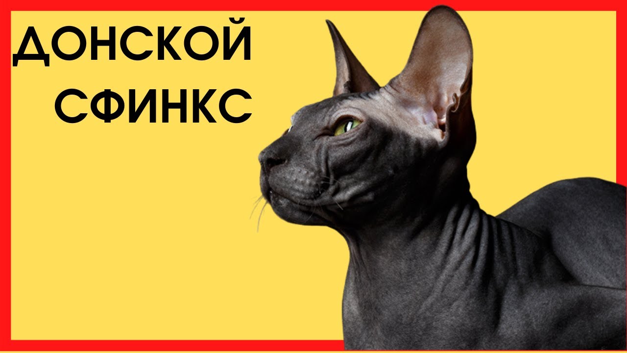 ДОНСКОЙ СФИНКС