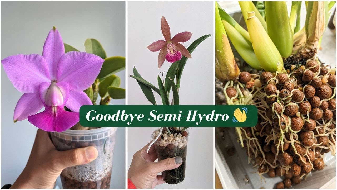I Thought Semi-Hydro Was Perfect for Orchids… Here’s Why I Switched