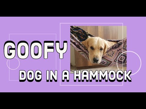 ძაღლი ჰამაკში