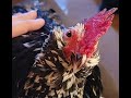 Pet Chickens January 2025 Pet Chickens January 2025
