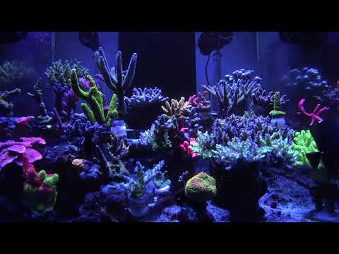 SPS Reef Tank