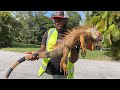 Iguana ninja and iguana man goes bonkers at iguana removal job 